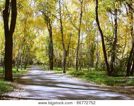 Autumn Park