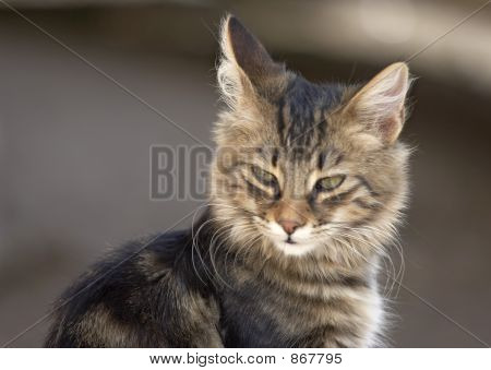 Kat