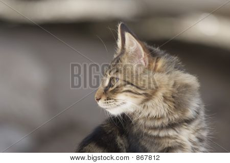 Kat