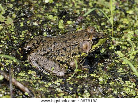 Bullfrog