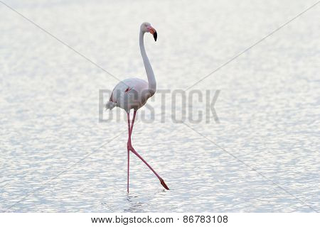 Greater flamingo