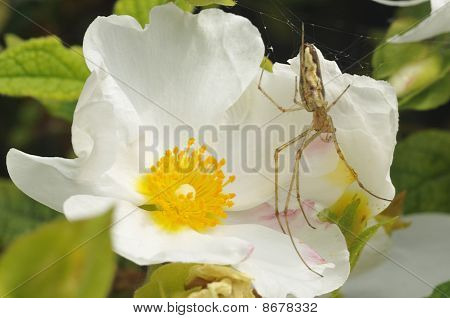 Spider on Cistus flower