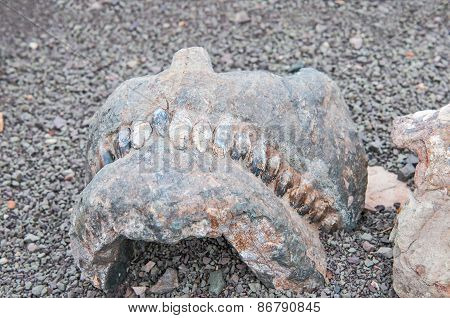 Jaw And Teeth Of A Bradysaurus