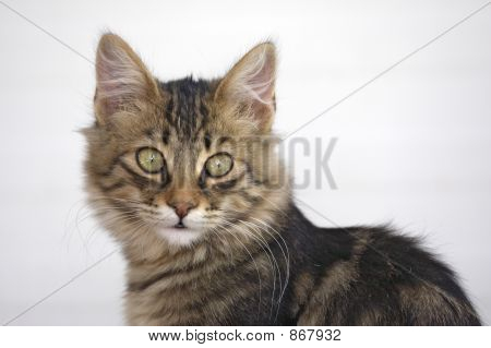 Kat