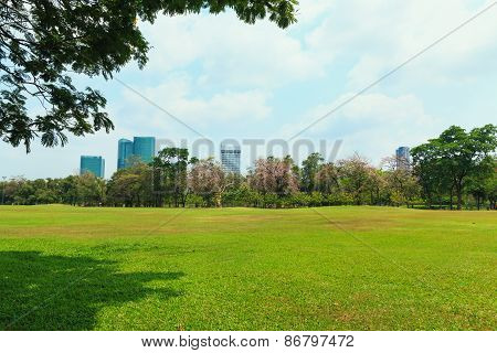 Lawn In The Park