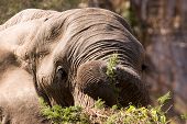 Tronco del elefante