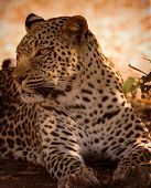 Rey de leopardo