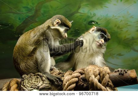 Monkey male and female scrub each other