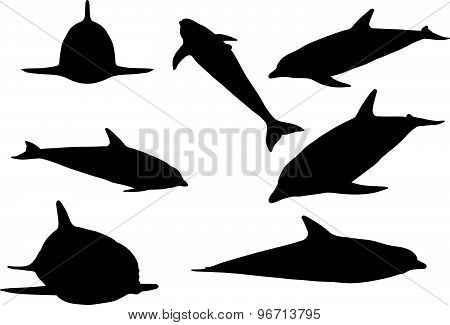 Dolphin Silhouette Isolated