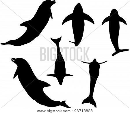 Dolphin Silhouette
