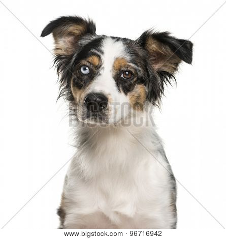 Close-up of an Australian Shepherd with heterochromia in front of a white background