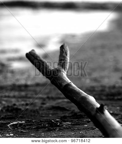 Fork-shaped Branch On The Sea Shore