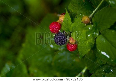 Growing Red And Black Raspberries