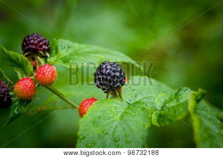 Growing Red And Black Raspberries
