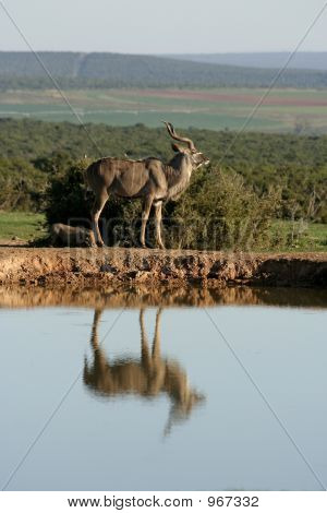 KUDU en ojo de agua