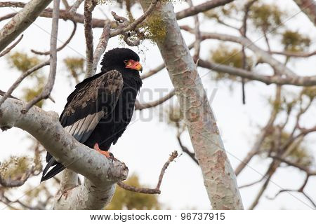 Bateleur Eagle (terathopius Ecaudatus) Perched In A Tree