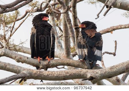 Bateleur Eagle Couple (terathopius Ecaudatus) Showing View From Front And Back