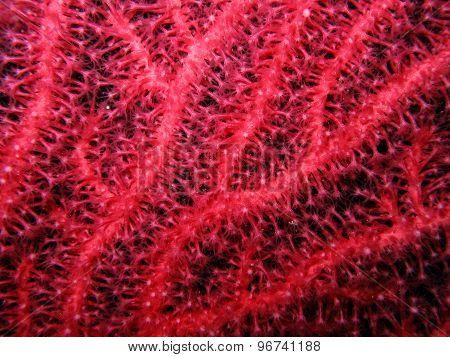 Closeup Of Red Gorgonian Paramuricea Clavata