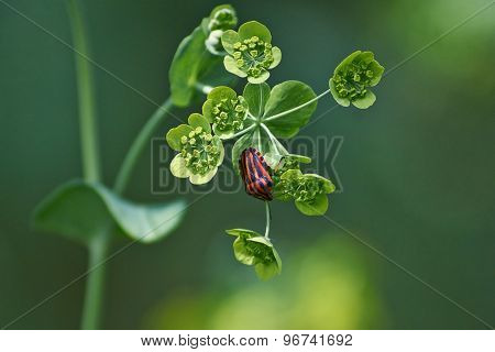 Bupleurum Falcatum.