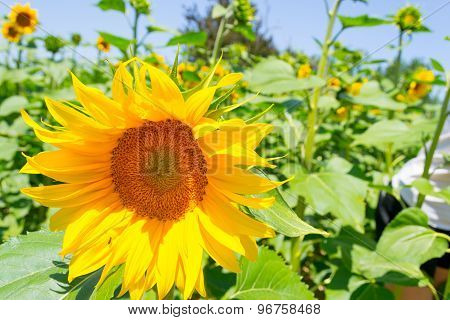 Sunflower Field