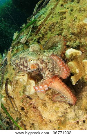 Octopus