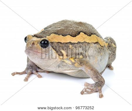 Chubby Frog On White Background