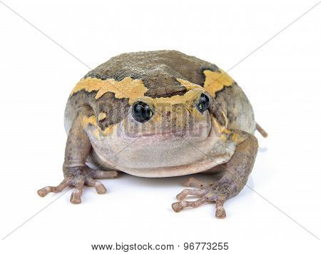 Chubby Frog On White Background
