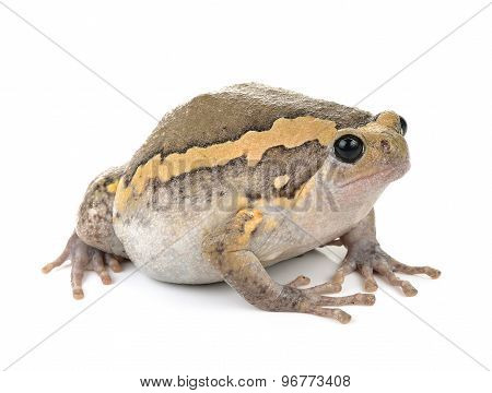 Chubby Frog On White Background