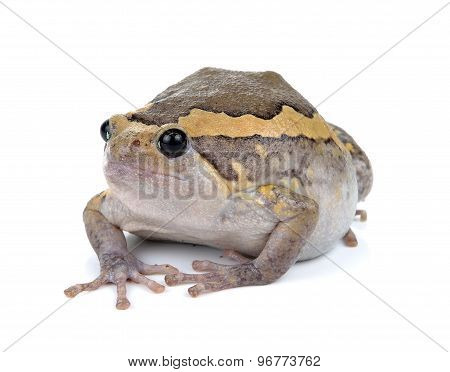 Chubby Frog On White Background