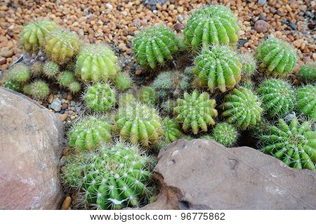 Cactus