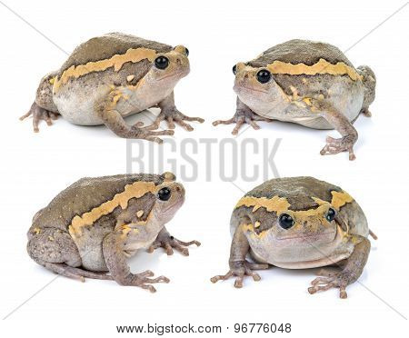 Chubby Frog On White Background