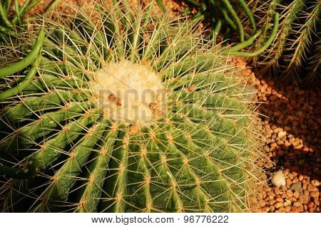 Cactus