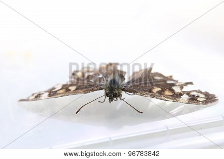 Speckled Wood Butterfly