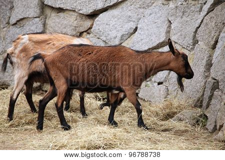 Domestic goat (Capra aegagrus hircus). Wildlife animal. 