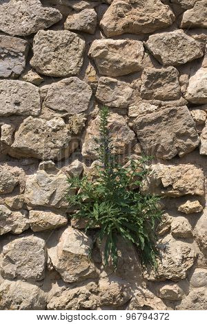 Fieldstone Wall With Blueweed