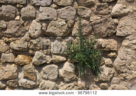 Fieldstone Wall With Blueweed