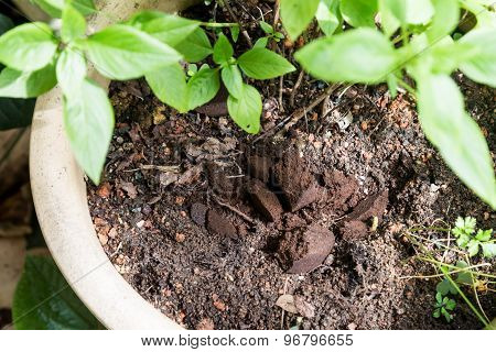 Spent grounded coffee applied onto potted plant as natural fertilizer