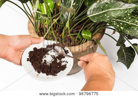 Spent grounded coffee applied onto potted plant as natural fertilizer