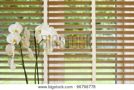 White Orchid Flower In Front Of A Window With Wooden Blinders