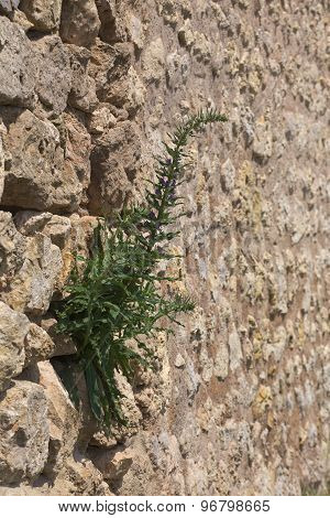 Fieldstone Wall With Blueweed