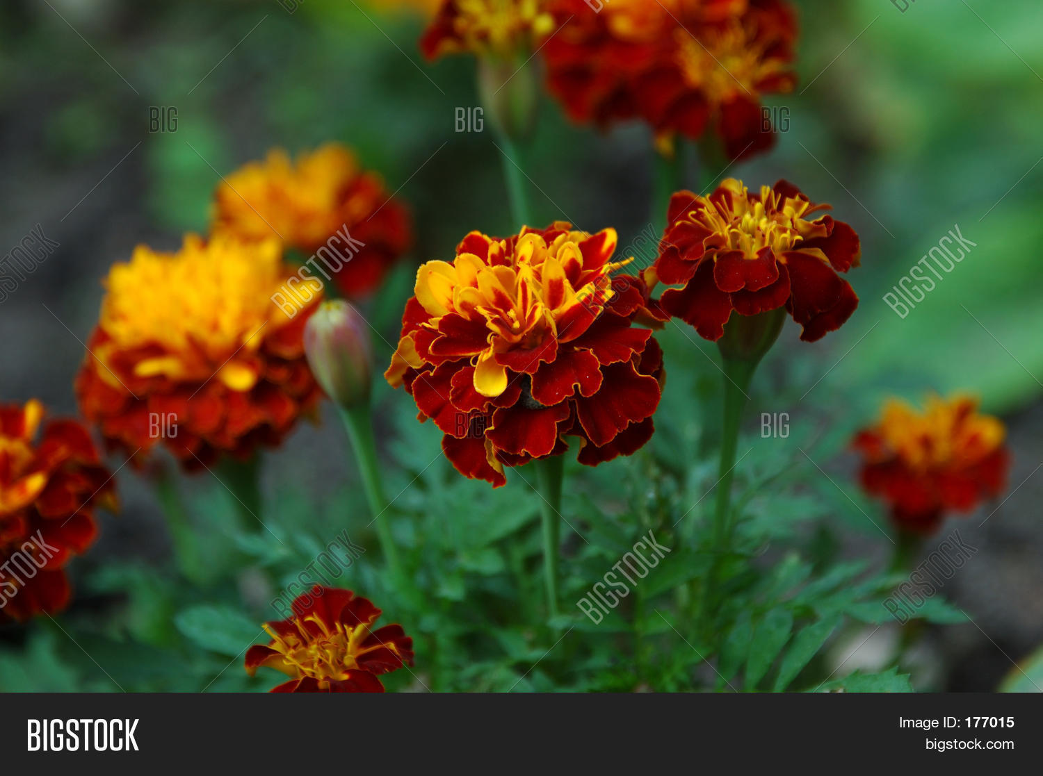 Image Preview