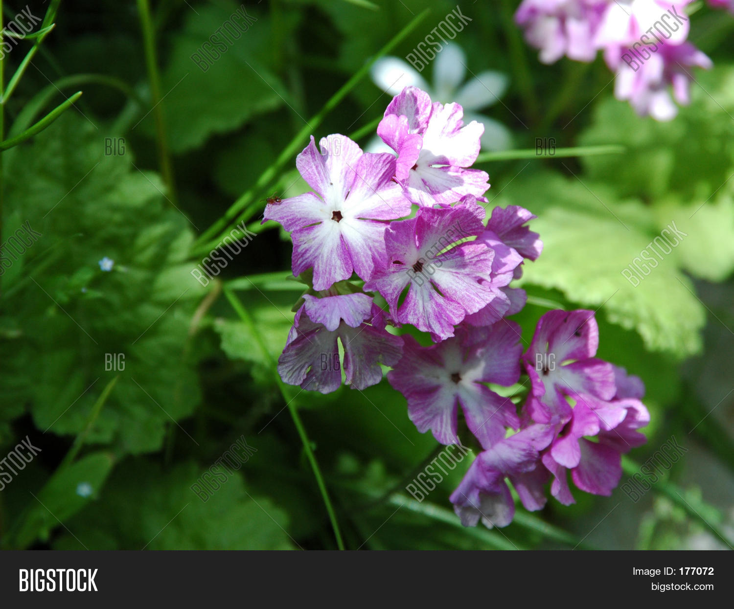 Image Preview