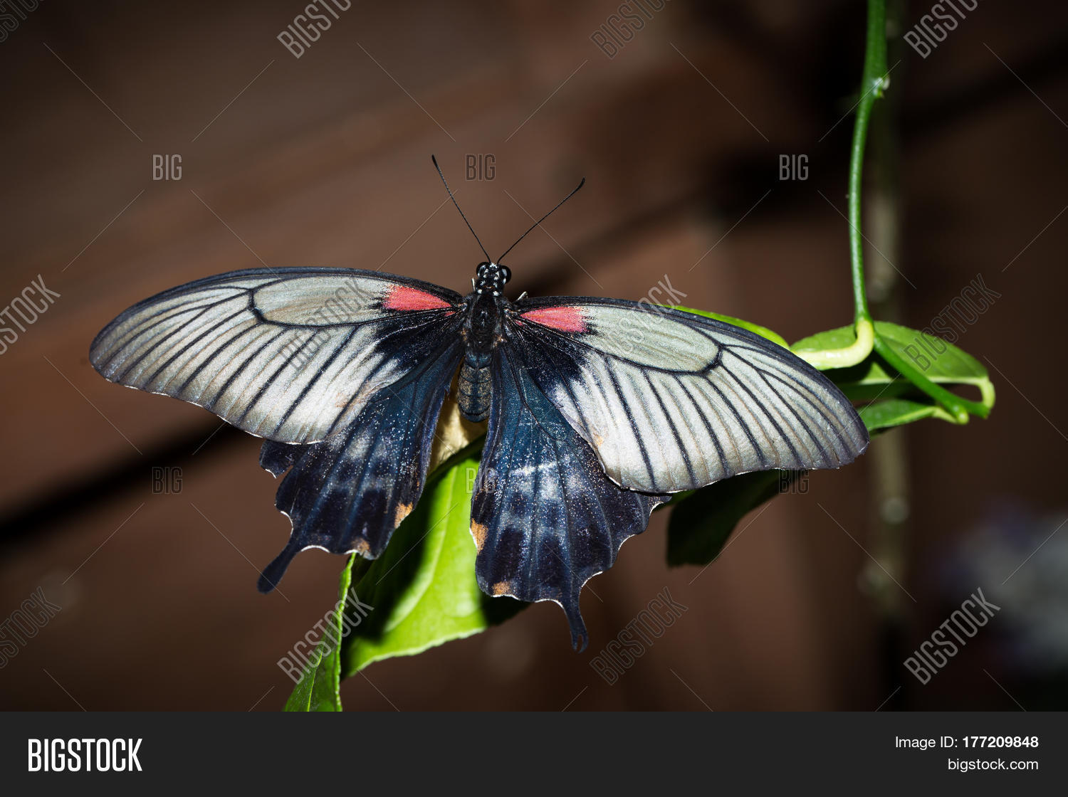 Image Preview