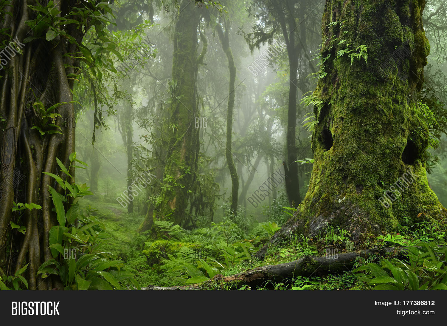 Sub Tropical Jungle Image Photo Free Trial Bigstock