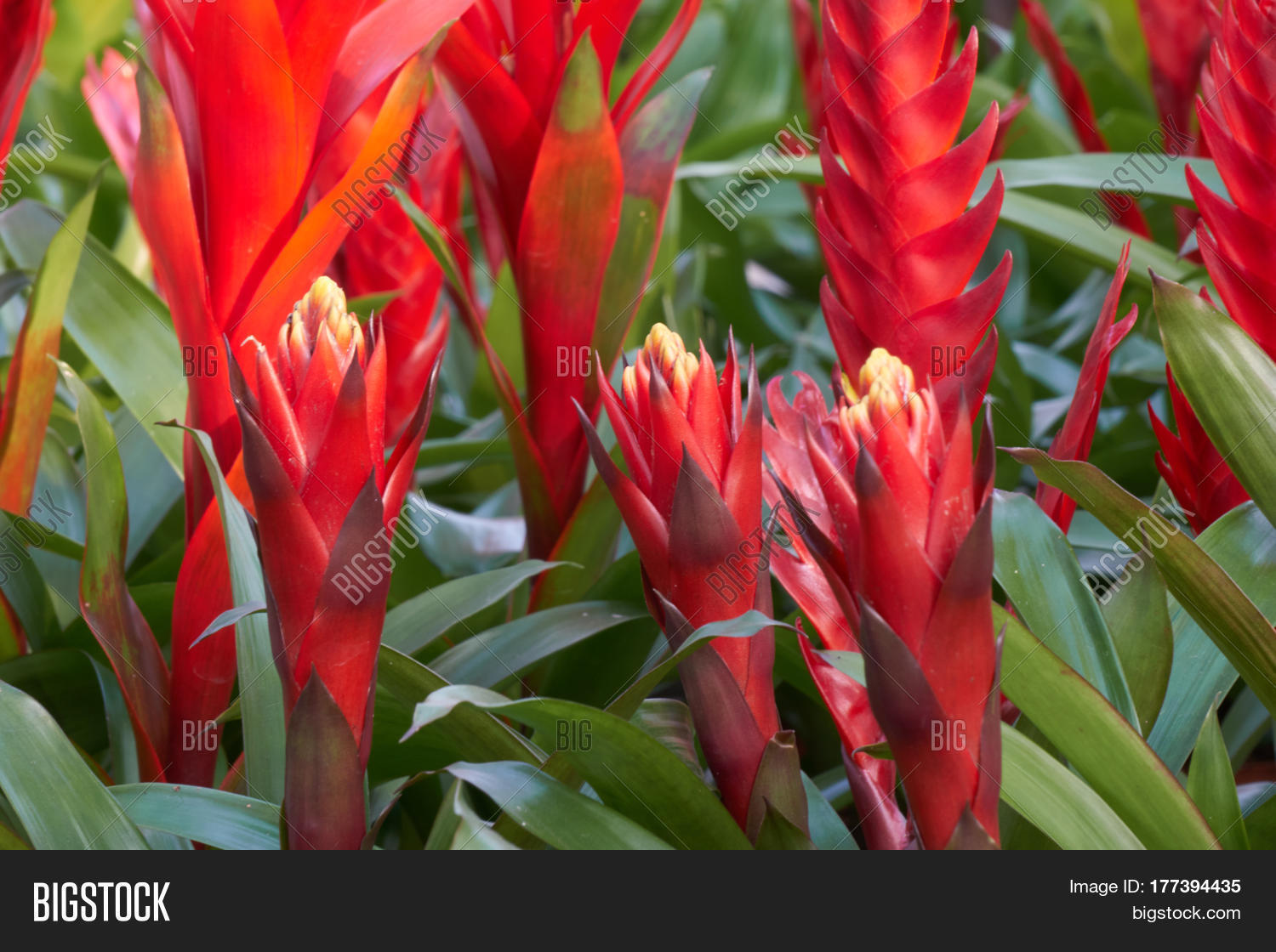 Vriesea Carinata Image & Photo (Free Trial) | Bigstock