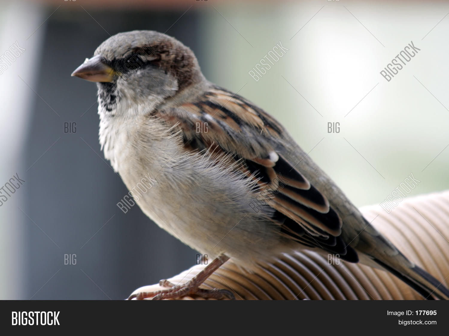 Image Preview