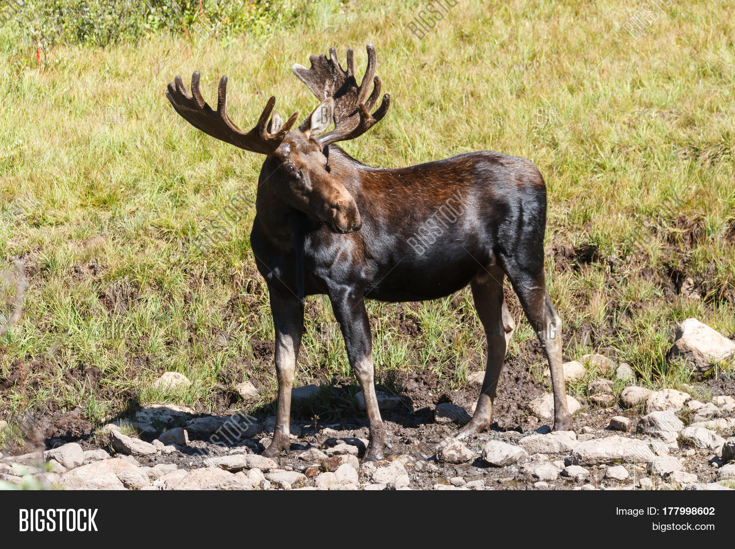 Shiras Moose Colorado Image & Photo (Free Trial) Bigstock