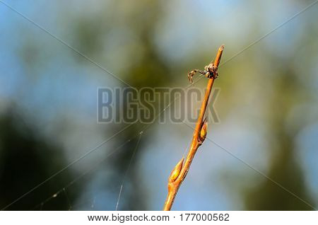 Very Smal Male Spider Of Misumena Vatiasits Near Its Web