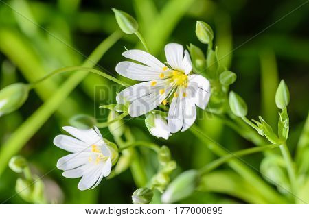 Forest plant stellate flowers in spring with small white flowers