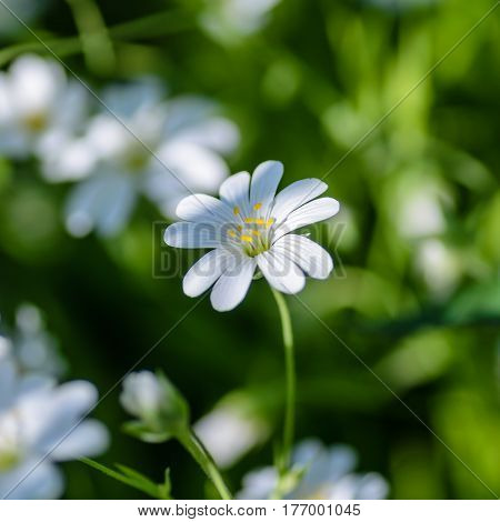 Forest plant stellate flowers in spring with small white flowers